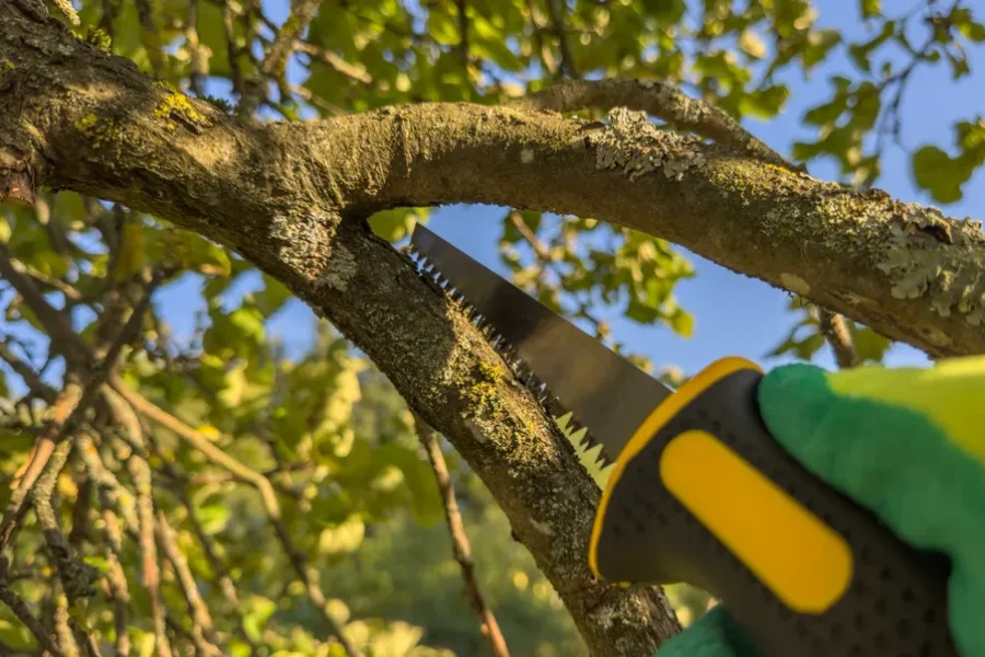 Tree Trimming